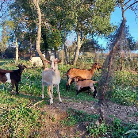 Case de vacanță Petra House Áno Korakiána