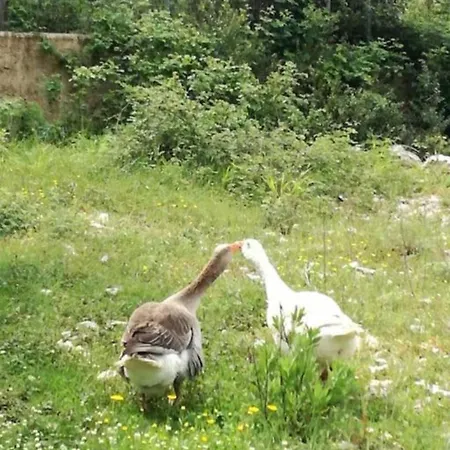 Petra House * Áno Korakiána